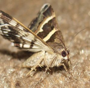 Clothes Moths Control And Prevention From Albany Pest Control Experts